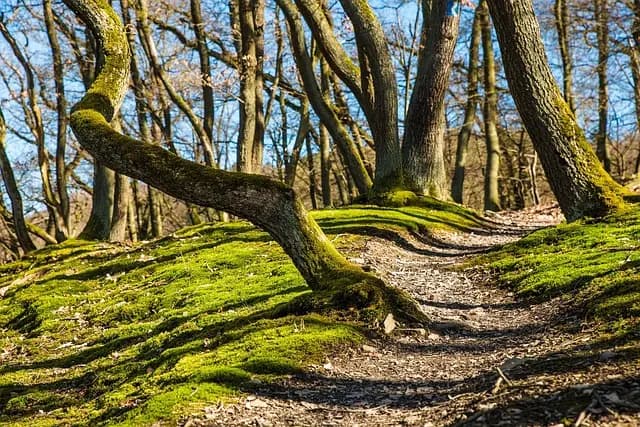 Les Bienfaits de la Marche Méditative : Guide Complet