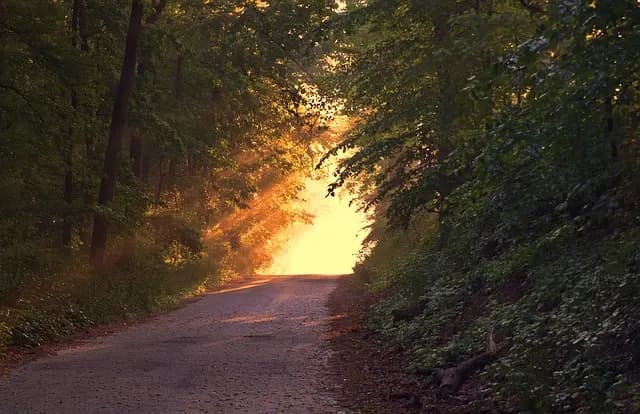 Comment la Nature Améliore Vos Pauses Méditatives